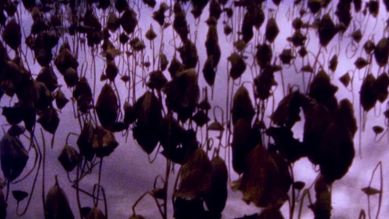 Hiroshima - Nagasaki