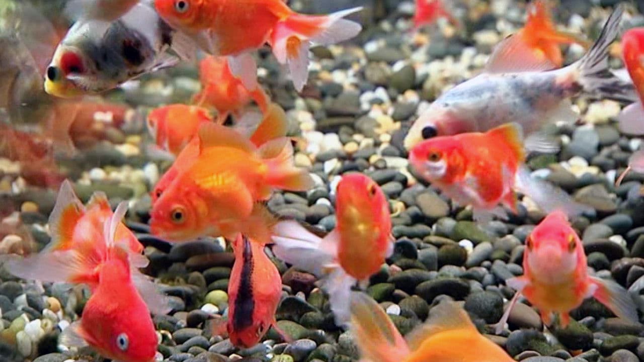 Blue Planet Easy Fishkeeping