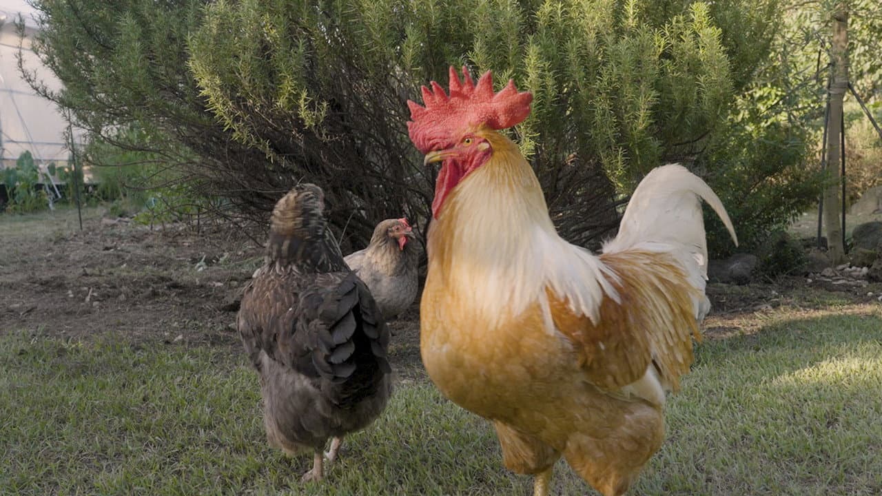 The Birds Who Lived Home - Where Did You All Go?