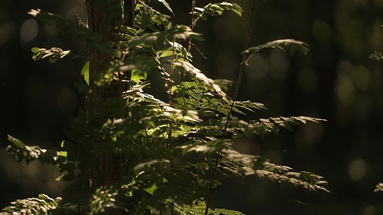 Kankles: Redefining Tradition