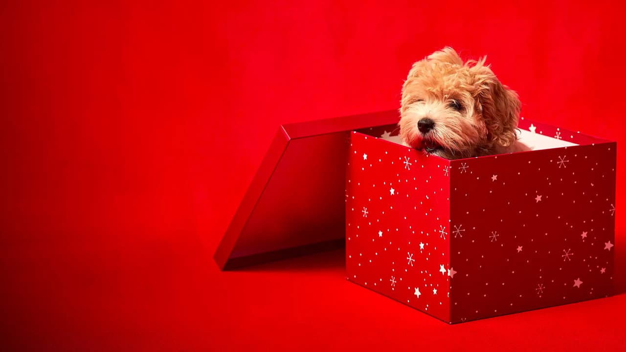 Bébés animaux à croquer