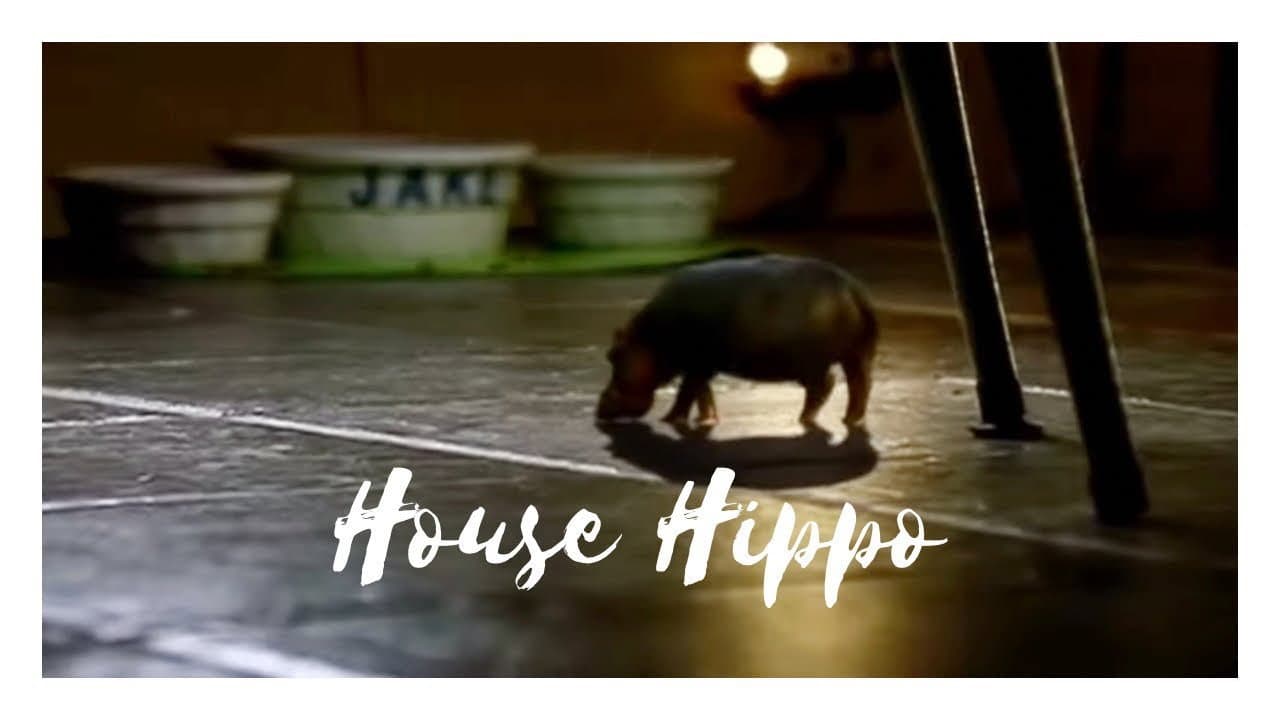 North American House Hippo