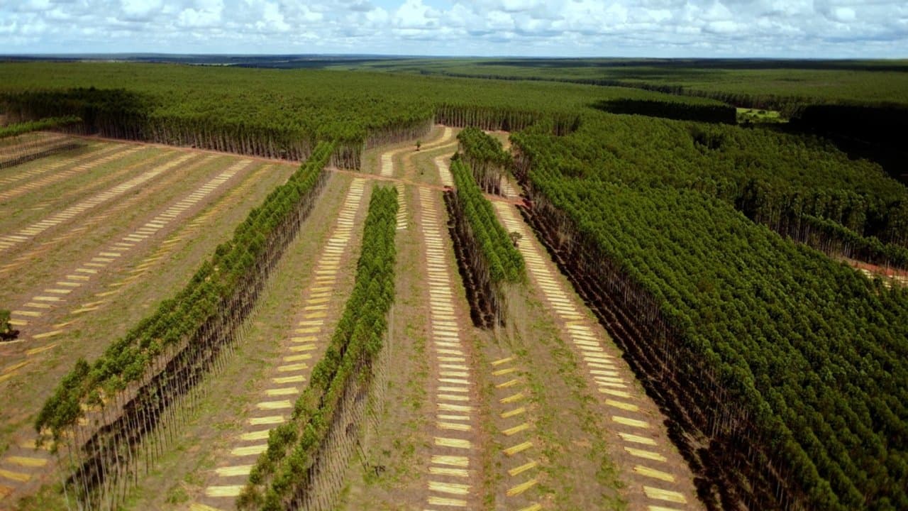 Planter à tout prix - Des arbres pour sauver la planète ?