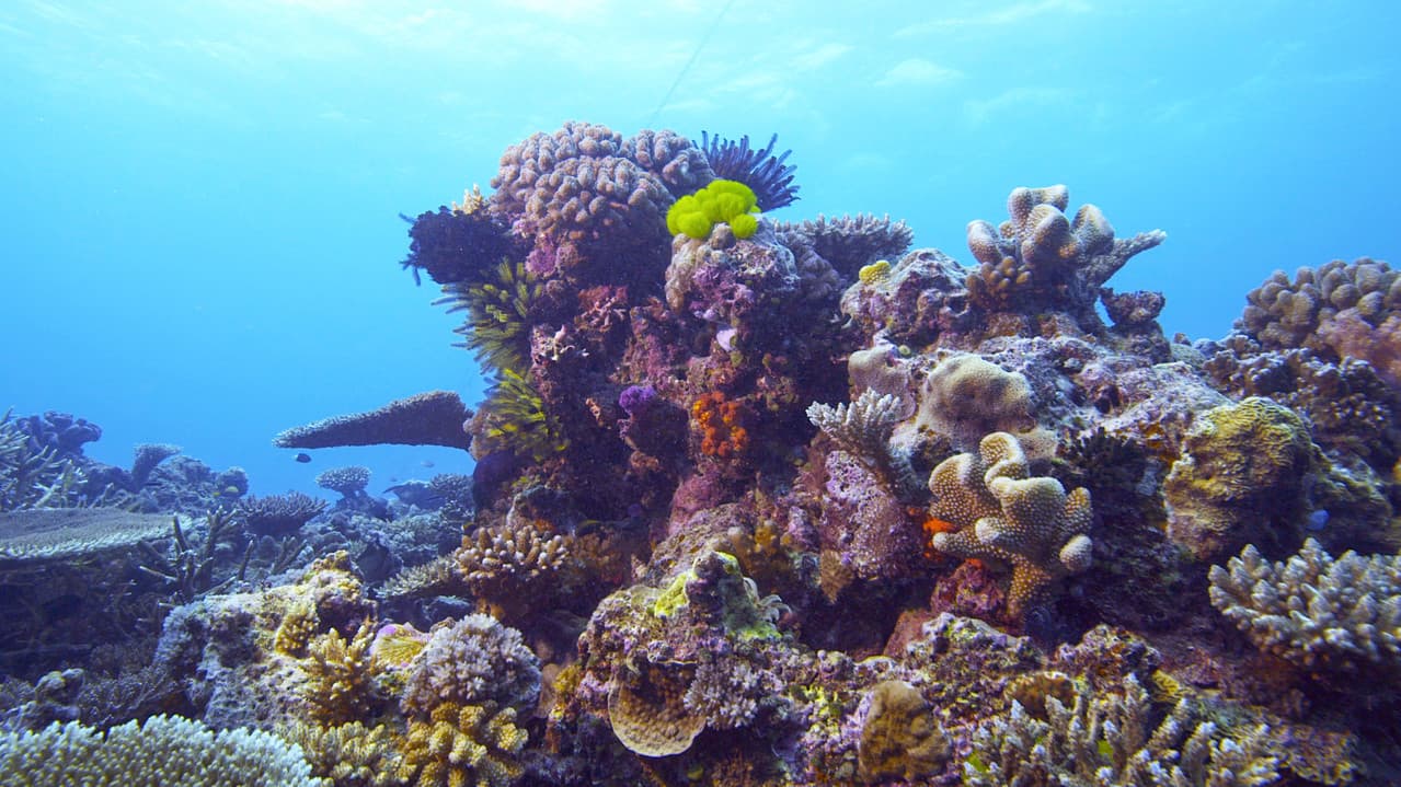 Corals, the ultimate metamorphosis