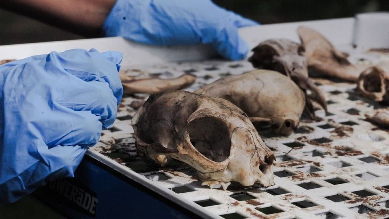 Vulture Culture: Creating Afterlives