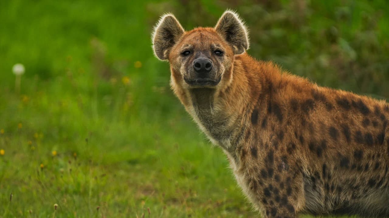 Naabi: A Hyena Princess