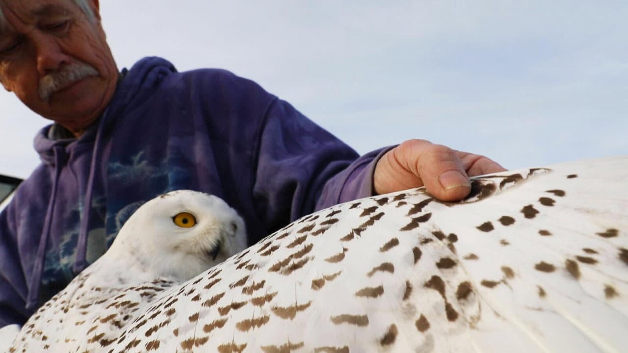 The Snowy Owls of Logan Airport