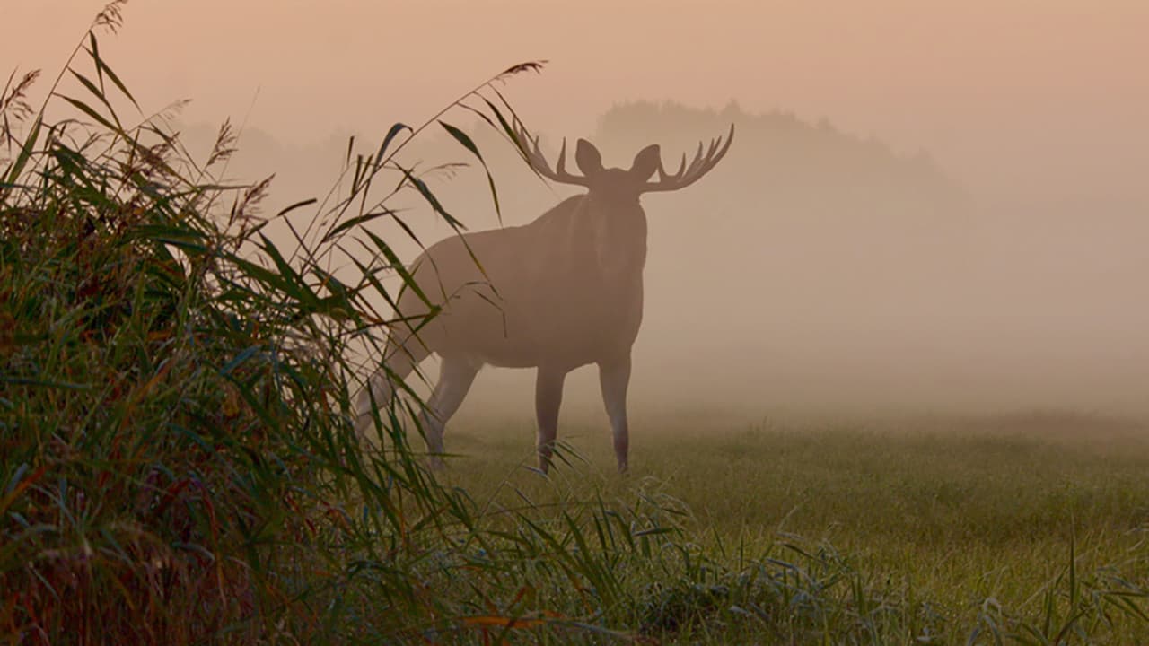 Matsalu Moose: Wild Giants of the Baltics