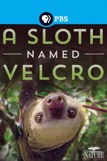 A Sloth Named Velcro