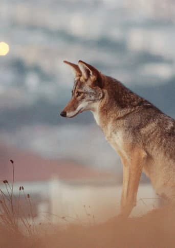 Don't feed the coyotes