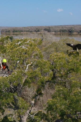 Fish Eagles of Madagascar