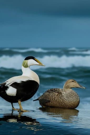 The Cry of the Eider
