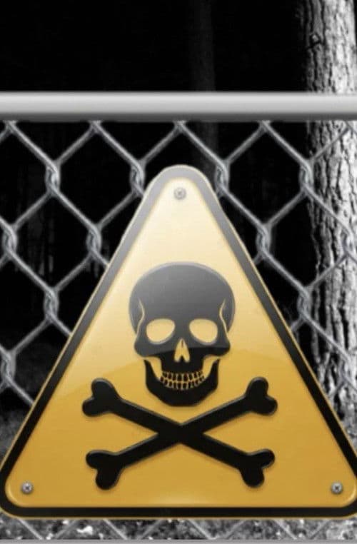 Influencer into the woods