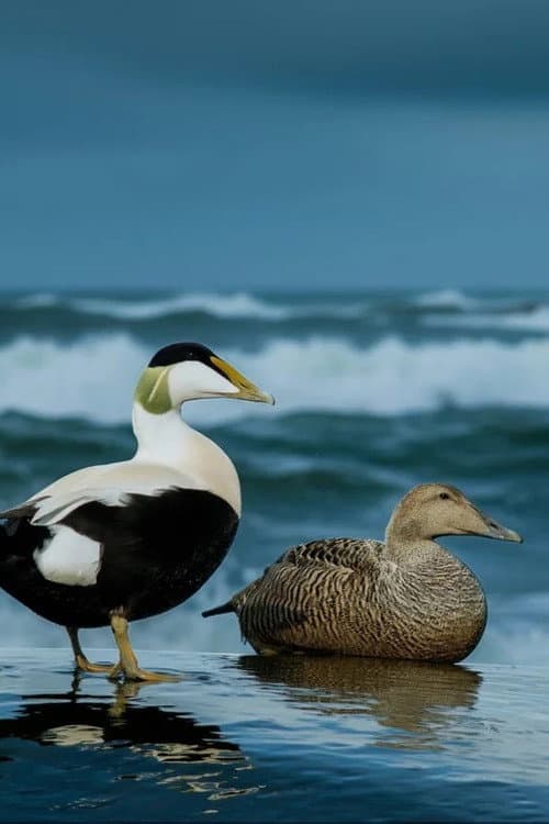 The Cry of the Eider